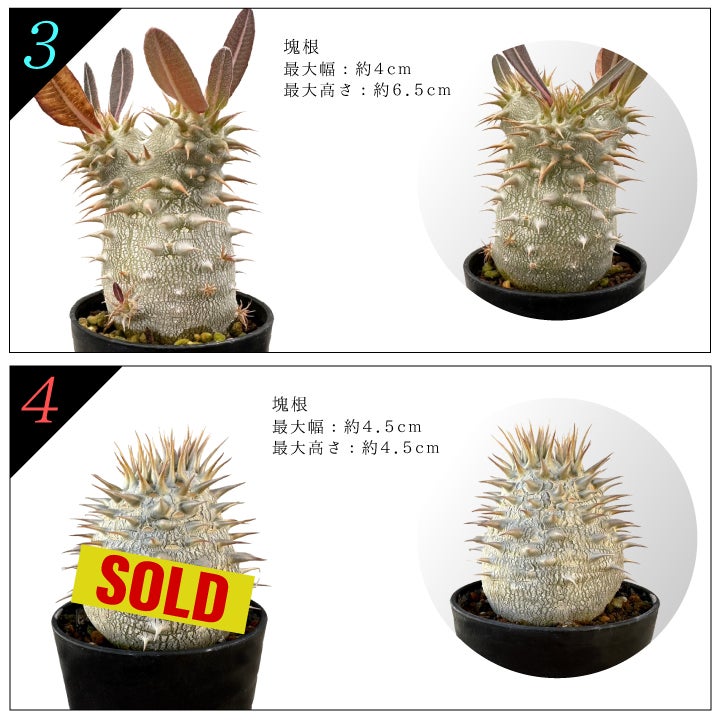 デンシフローラム バリエーション 3と4