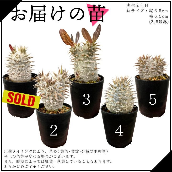 デンシフローラム バリエーション お届けの苗一覧