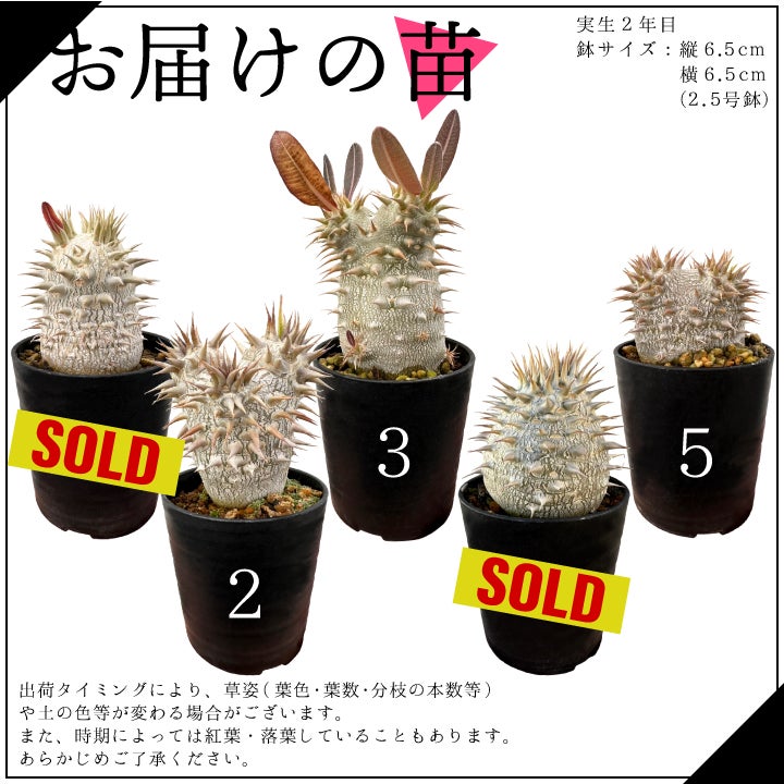 デンシフローラム バリエーション お届けの苗一覧